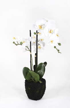 orchidee in aardkluit