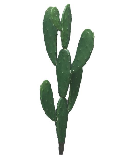vijgcactus