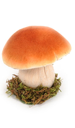 paddenstoel klein