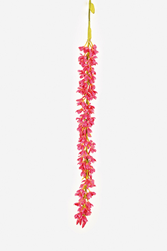 orchidee 'cymbidium'