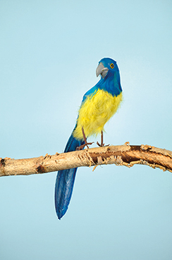 blauwe papegaai zittend