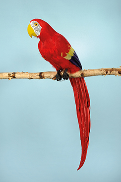 rode papegaai zittend