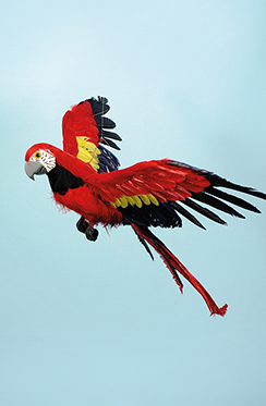 rode papegaai vliegend
