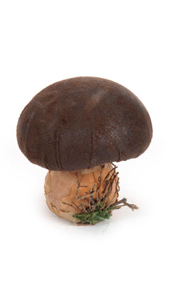 paddenstoel 'leder'