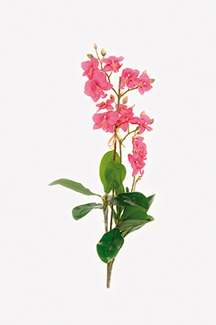 orchidee x3