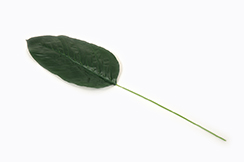 spathiphyllumblad